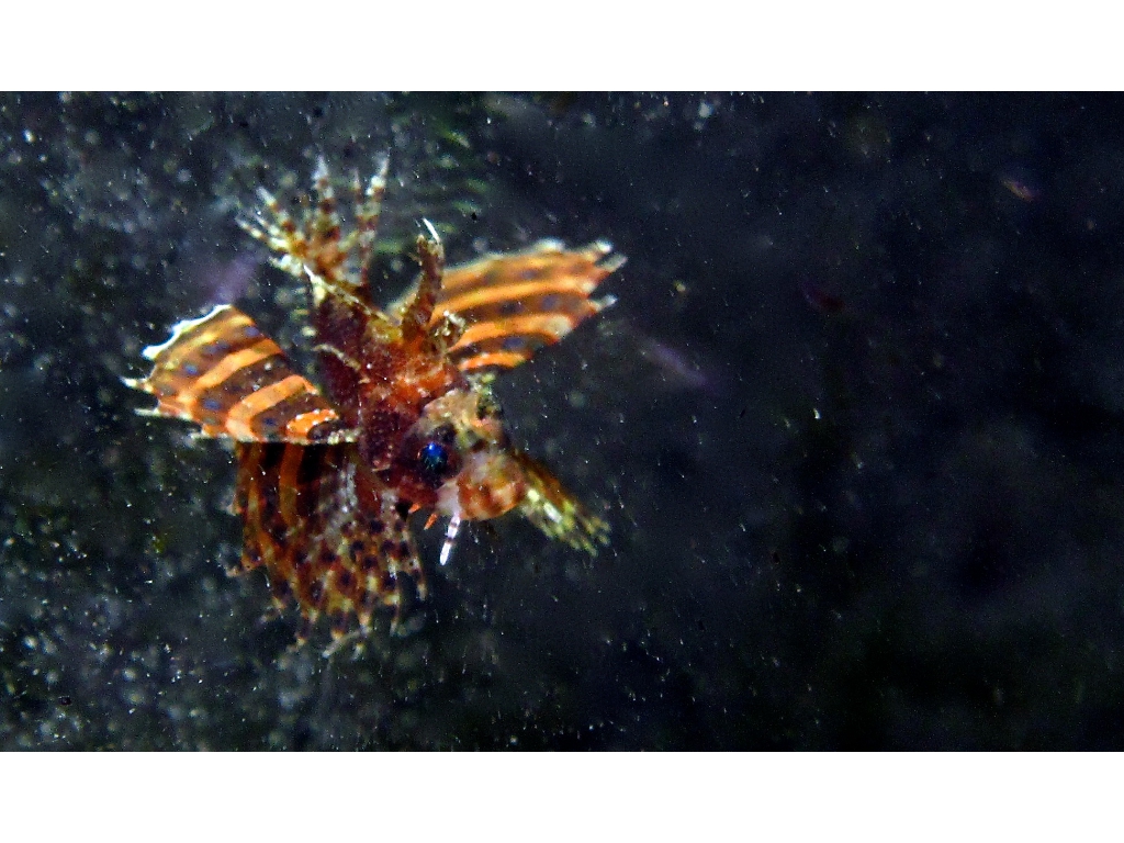 IMG_6781 (1) IMG_6781 (1)